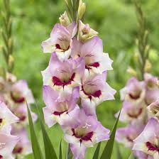 Gladiolus Glamini Nel From Longfield Gardens Bulb Flowers Gladiolus Outdoor Flowers