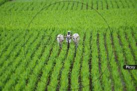 Large land areas are needed for this type of agriculture. Image Of Turmeric Haldi Plantation Agriculture Plowing Ct284474 Picxy