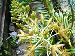 2000 gambar bunga orkid hutan gratis infobaru. Tiger Orchid Or Orkid Harimau Or Grammatophyllum Speciosum Youtube