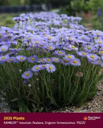 Image result for Eriosema angolense