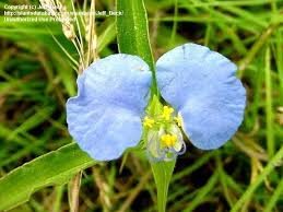 Image result for Commelina capitata