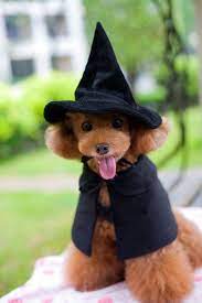 Cute Hooded Cloak Witch Wizard Costume For Dogs And Cat Kitten Cat Costume Pet Cosutmes Read Dog Witch Costume Small Dog Costumes Dog Halloween Costumes