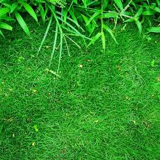 Selain itu rumput grinting sangatlah. 10 Jenis Rumput Hias Yang Bagus Untuk Tanan Rumah Anda