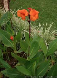 Image result for Cannaceae