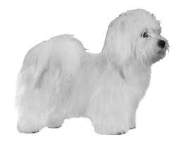 Cotons de tulear, named for the seaport town of tulear, were once the preferred lapdog the coton de tulear's akc breed standard begins with a tantalizing assertion: Coton De Tulear Wisdom Panel German