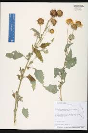 Image result for Verbesina encelioides