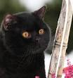 5 Things to Know About British Shorthairs