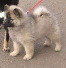 Darchen Dark Crystal Cute Animals Dog Cat Pets