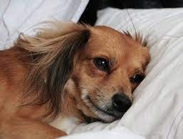It's also important to accept your position as a pet keeper and. How To Euthanize A Dog At Home Without A Vet 2020 Aug Updated