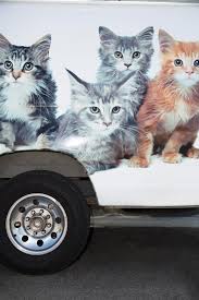 Kitten rescue was founded in the spring of 1997 and has grown to be one of the largest and most respected animal welfare groups in los angeles. The Complicated Politics Of L A S Feral Cats Los Angeles Magazine