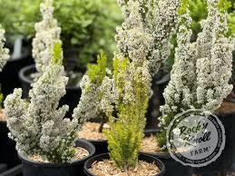 Image result for Erica arborea