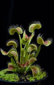 Venus Fly Trap Plant Plants Weird Plants Unusual Plants