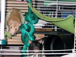 I fit mine to the dimensions of a critter nation shelf, but you. Rat Cage Accessories Decorations For A Comfortable Rat Home Animallama