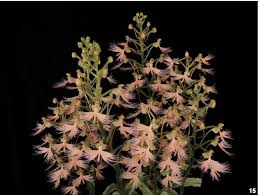 Image result for Habenaria arenaria