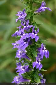 Image result for Lobelia thermalis