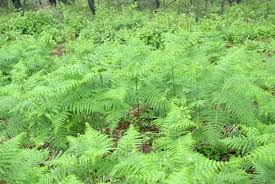 Image result for Dennstaedtiaceae