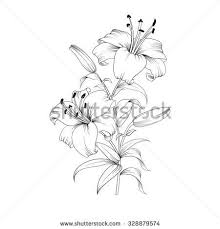 Black And White Lily Clipart White Lily Isolated On A White Background Card With Blooming Lily Vector Illustration Lilies Drawing Flower Drawing Stargazer Lily Tattoo
