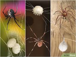 Be sure to read all directions and warnings before using the spray and to keep children away until the. 3 Ways To Kill Spider Eggs Wikihow