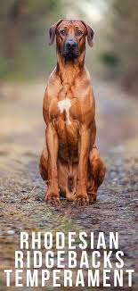 The rhodesian ridgeback can vary a bit in size, with a height anywhere from 24 to 27 inches. Rhodesian Ridgeaback Temperament Do You Know The Habits Of This Loyal Breed