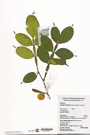 Image result for Citropsis