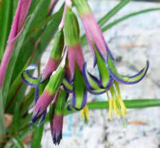 Queens tears or friendship plant has the botanical name billbergia nutans and it is a vigorous epiphytic ornamental plant. Bromeliad Billbergia Nutans Queens Tears Bromeliads Flower Spike Multi Colored Flowers