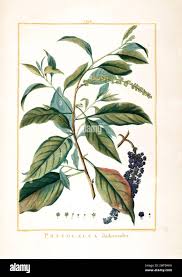 Image result for Phytolacca dodecandra