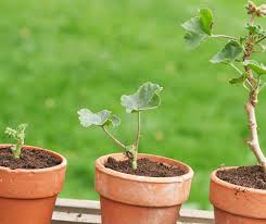 Image result for cuttings of geraniums