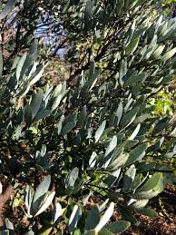 Image result for Euclea crispa