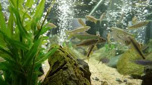 As always we guarantee arrival of healthy fish in all weather conditions! Aged Aquarium Water And Its Benefits