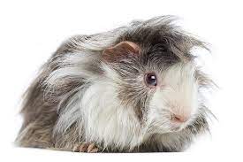 In meiner peruanerzucht (langhaarmeerschweinchen) meerschweinchen vom. Kurzhaar Peruaner