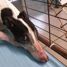 Animal migration tracking is used in wildlife biology, conservation biology, ecology, and wildlife management to study animals' behavior in the wild. Expose Reveals Sick Injured Stressed Greyhounds Imprisoned And Bled Repeatedly At Hemopet