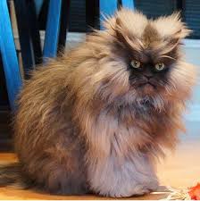 En Uzun Tuylu Kedi Komik Hayvan Fotograflari Kedi Evcil Hayvanlar