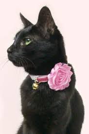 Bird Safe Cat Collar Pattern Finding The Ideal Cat Collar Catcollar Cats Catsofinstagram Pets Cat Collars Cat Collars Diy Cat Training