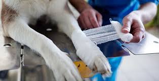 Bonjour tout le monde,a tout à l'arrière nous vous avons montré comment faire une broche maintenant, nous aimerions vous montrer comment vous pouvez faire des boucles d'oreilles assortis. Entorse Chez Le Chien Comment L Aider Symptomes Soins