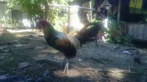 Check spelling or type a new query. 87 Gambar Ayam Filipina Peru Gambar Pixabay