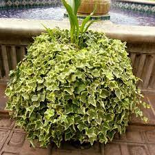 Plant care, crop and fruit, grapes, vegetables malay. Hasil Tanaman In English Dino Syukl