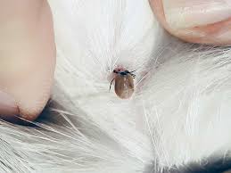 Maybe you would like to learn more about one of these? How To Prevent And Treat A Dog Tick Bite