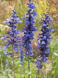 When it comes to colors, blue is a common favorite. Popular Flowers Names In Malayalam India Gardening