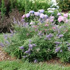 Image result for Vitex strickeri
