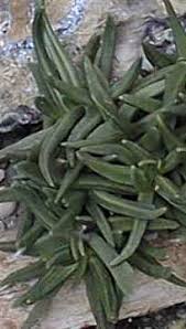 Image result for Hereroa