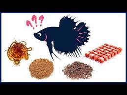 What Is The Best Food For Betta Fish Youtube In 2020 Betta Fish Betta Betta Fish Care