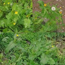Image result for Sonchus wilmsii
