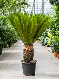 Image result for Cycas revoluta