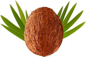 Download Transparent Png Clip Art Image Gallery Yopriceville Coconut Clipart Transparent Background Png Png Image With No Background Pngkey Com