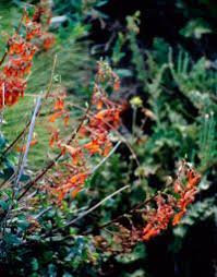 Image result for Hesperantha longicollis