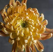 Pin On Chrysanthemums