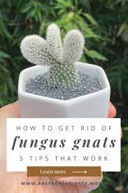 Remove exposed and infected plant material. Top 5 Ways To Remove Fungus Gnats Sacred Elements House Plant Care Fungi Houseplants Low Light