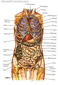 Organs Google Search Human Body Anatomy Human Body