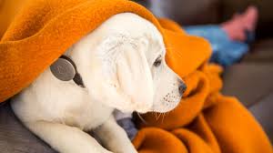 Is a subsidiary of mars petcare headquartered in san francisco, california. This Start Up Uses Data To Keep Your Dog Healthy Inc Com