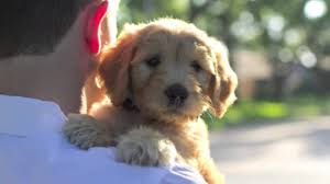 Maybe you would like to learn more about one of these? Lonestar Doodles Texas Goldendoodle Puppies Premier Breeder Youtube